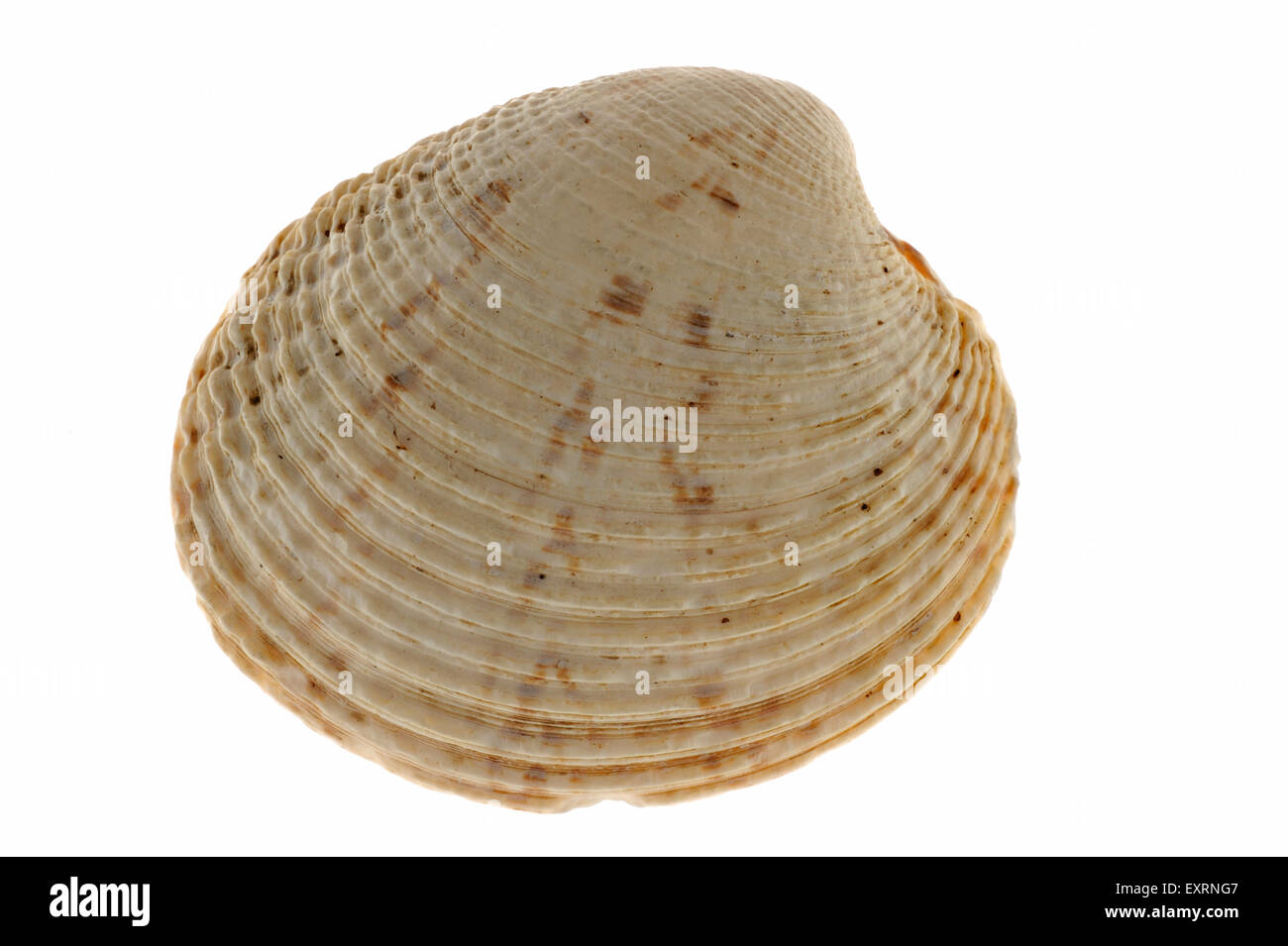Presenta verrucosa Venere (Venus verrucosa) shell su sfondo bianco Foto Stock
