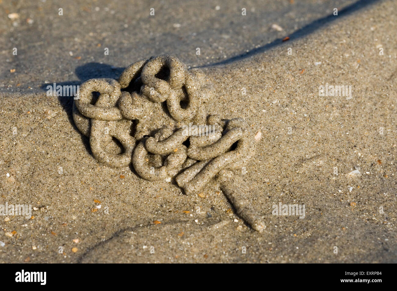 Aletta europea worm lugworm / / (Sandworm Arenicola marina) cast di sedimento defaecated sulla spiaggia lungo la costa del Mare del Nord Foto Stock