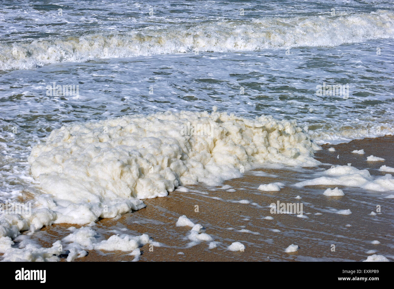 Spume / di schiuma di mare oceano / schiuma / spiaggia schiuma formata durante la burrascosa condizioni e a seguito di una fioritura algale (Phaeocystis) Foto Stock