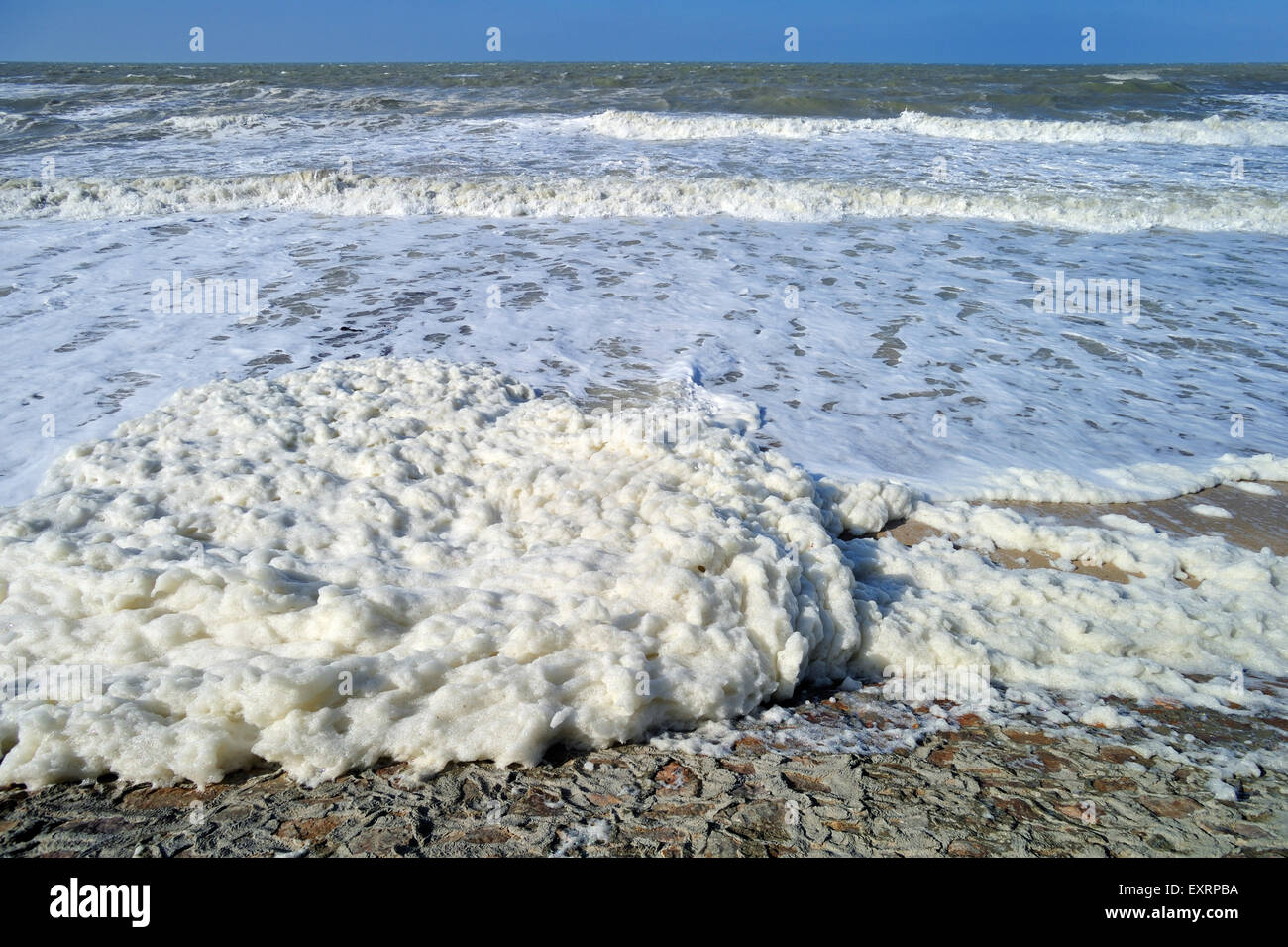 Spume / di schiuma di mare oceano / schiuma / spiaggia schiuma formata durante la burrascosa condizioni e a seguito di una fioritura algale (Phaeocystis) Foto Stock