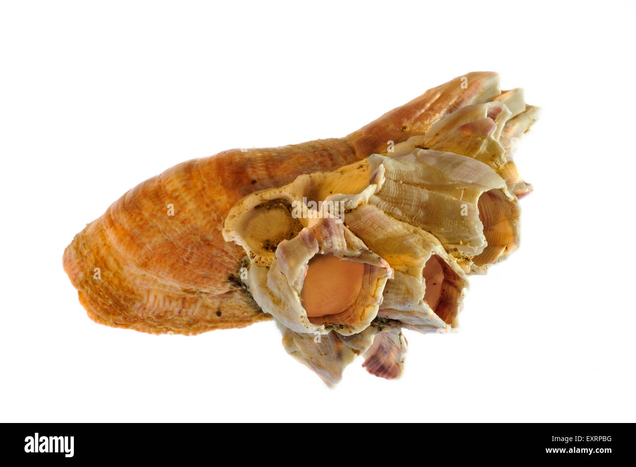 Acorn barnacle (Megabalanus tintinnabulum) cresce su American slipper limpet (Crepidula fornicata) su sfondo bianco Foto Stock