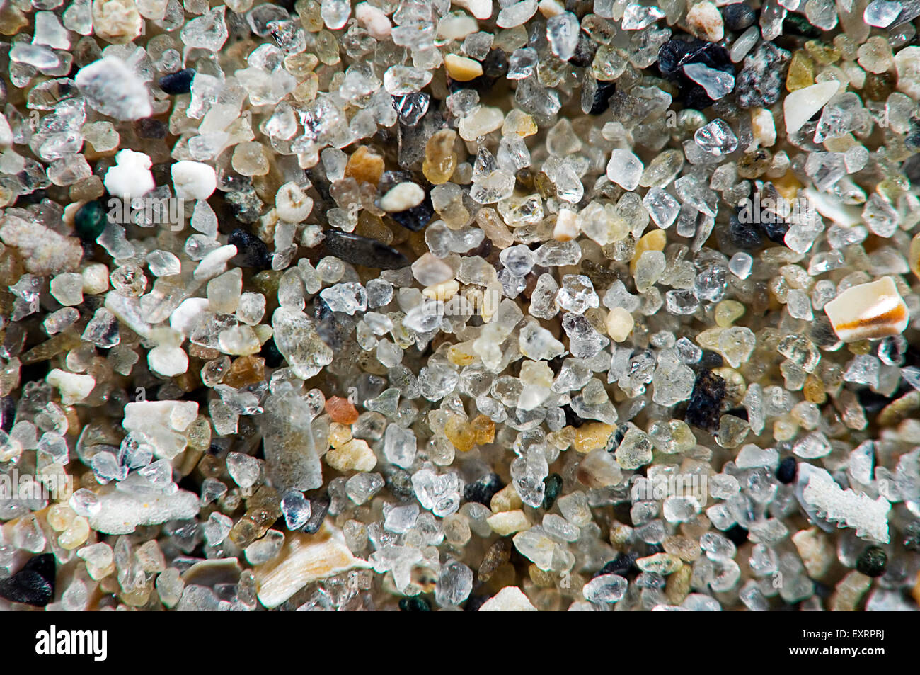 In prossimità del mare di grani di sabbia contenente frammenti di guscio, silice e quarzo sulla spiaggia Foto Stock