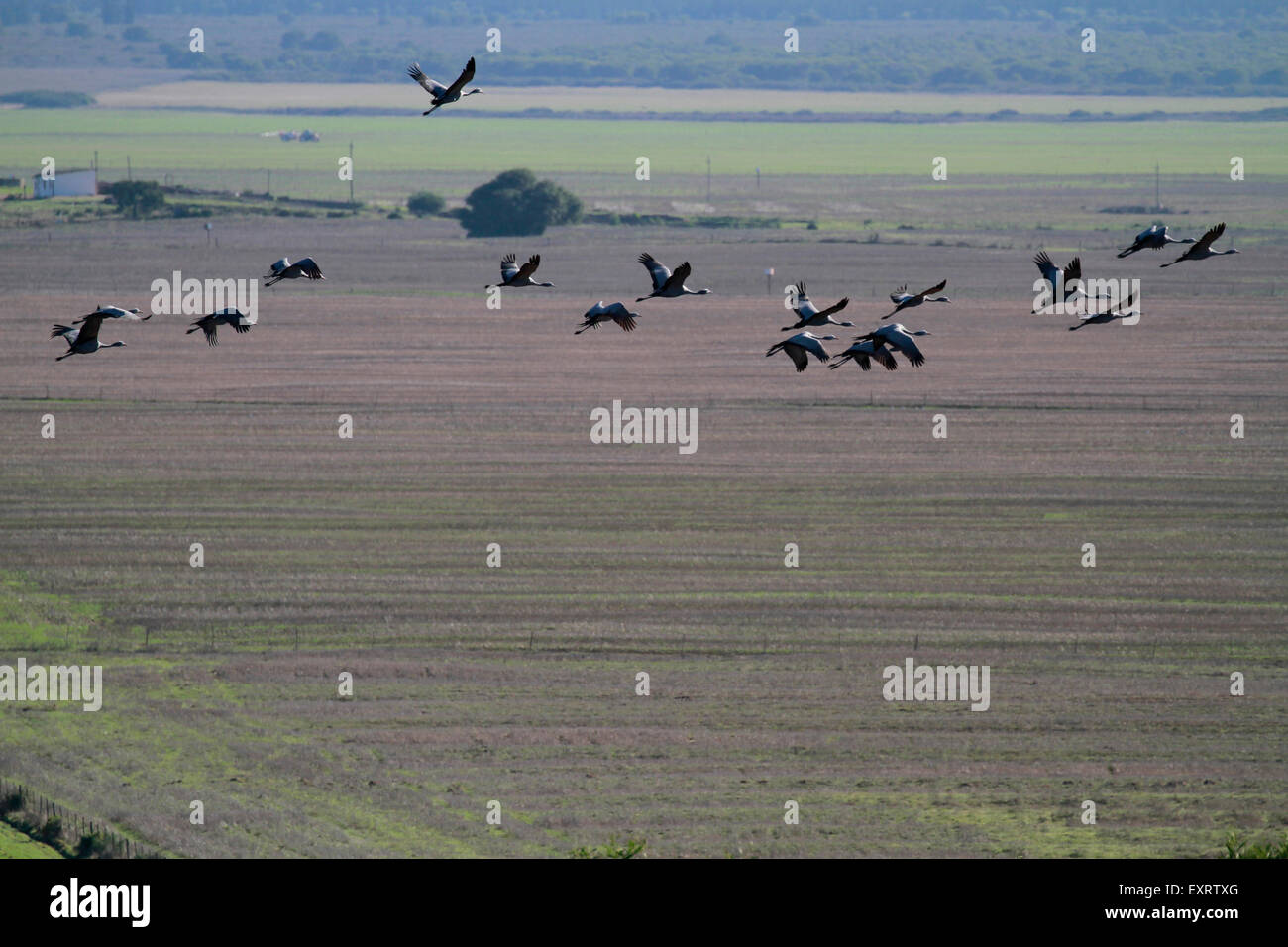 Gregge di Blue Crane (Anthropoides paradiseus) gli uccelli sorvolano campi arati in Swartland regione del Sud Africa. Foto Stock