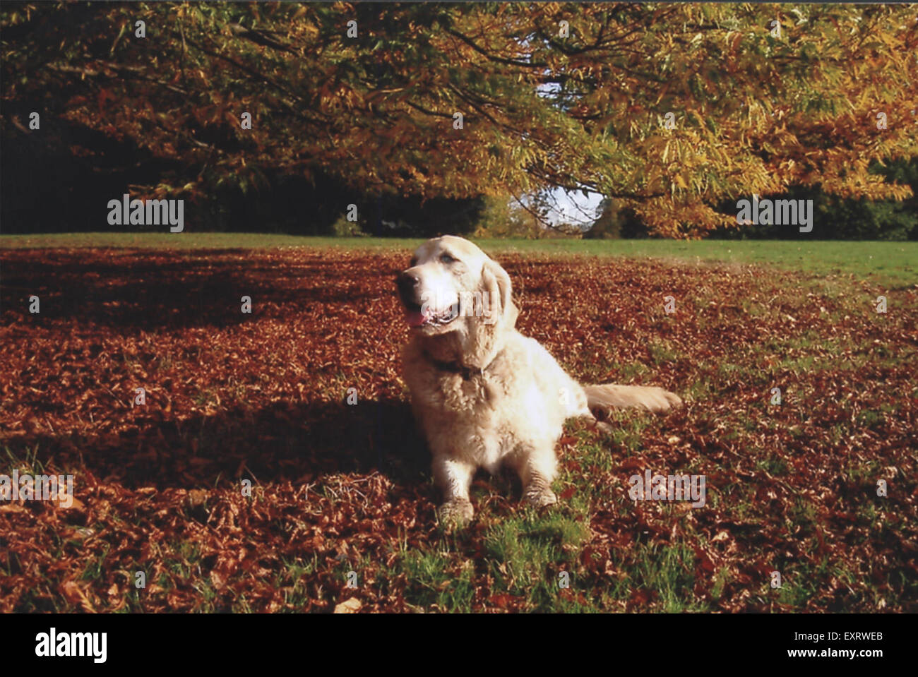 2000S UK Dodger il cane Foto Stock