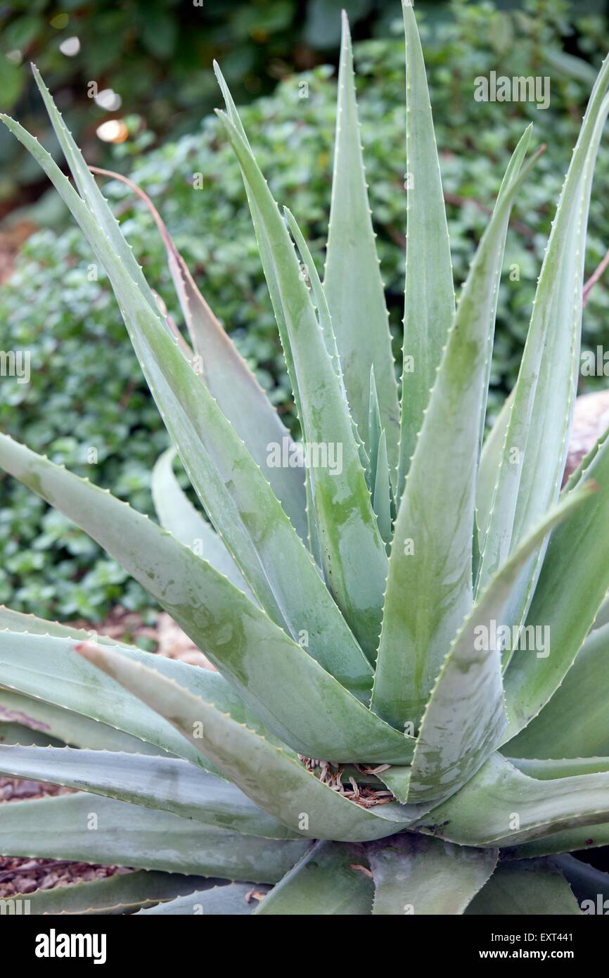 Aloe foglie, close-up Foto Stock
