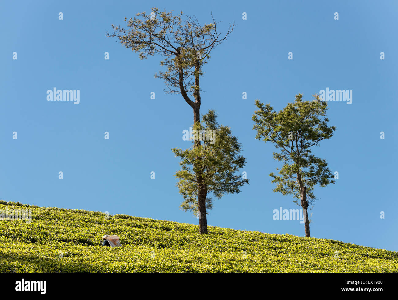 Alberi a Dambatenne piantagione di tè, Lipton della Seat, Sri Lanka Foto Stock