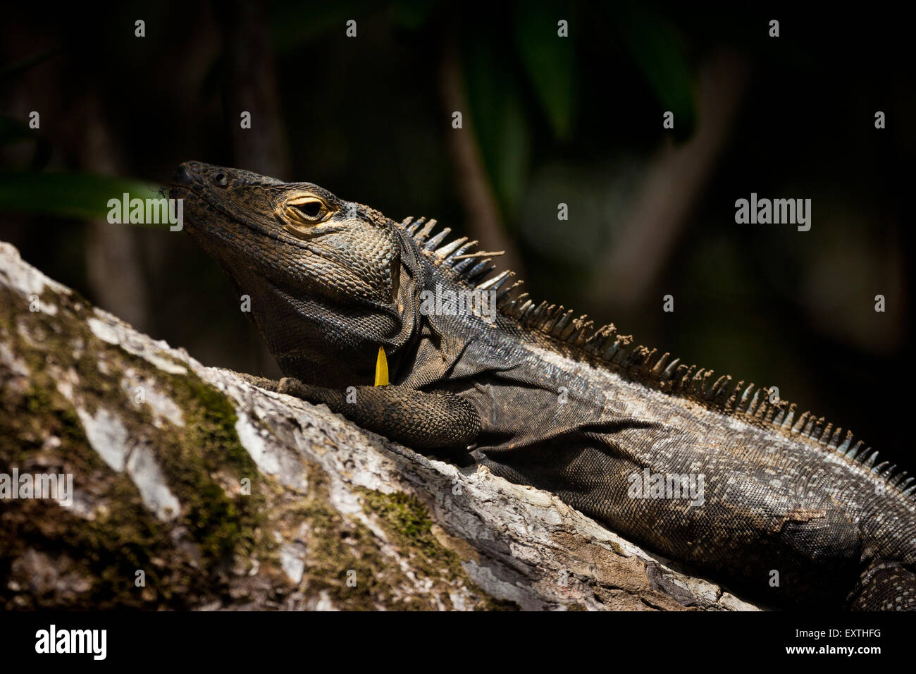 Iguana nera con coda di spinoso, Ctenosaura similis, all'interno della foresta di mangrovie nel parco nazionale Isla de Coiba, provincia di Veraguas, Repubblica di Panama. Foto Stock