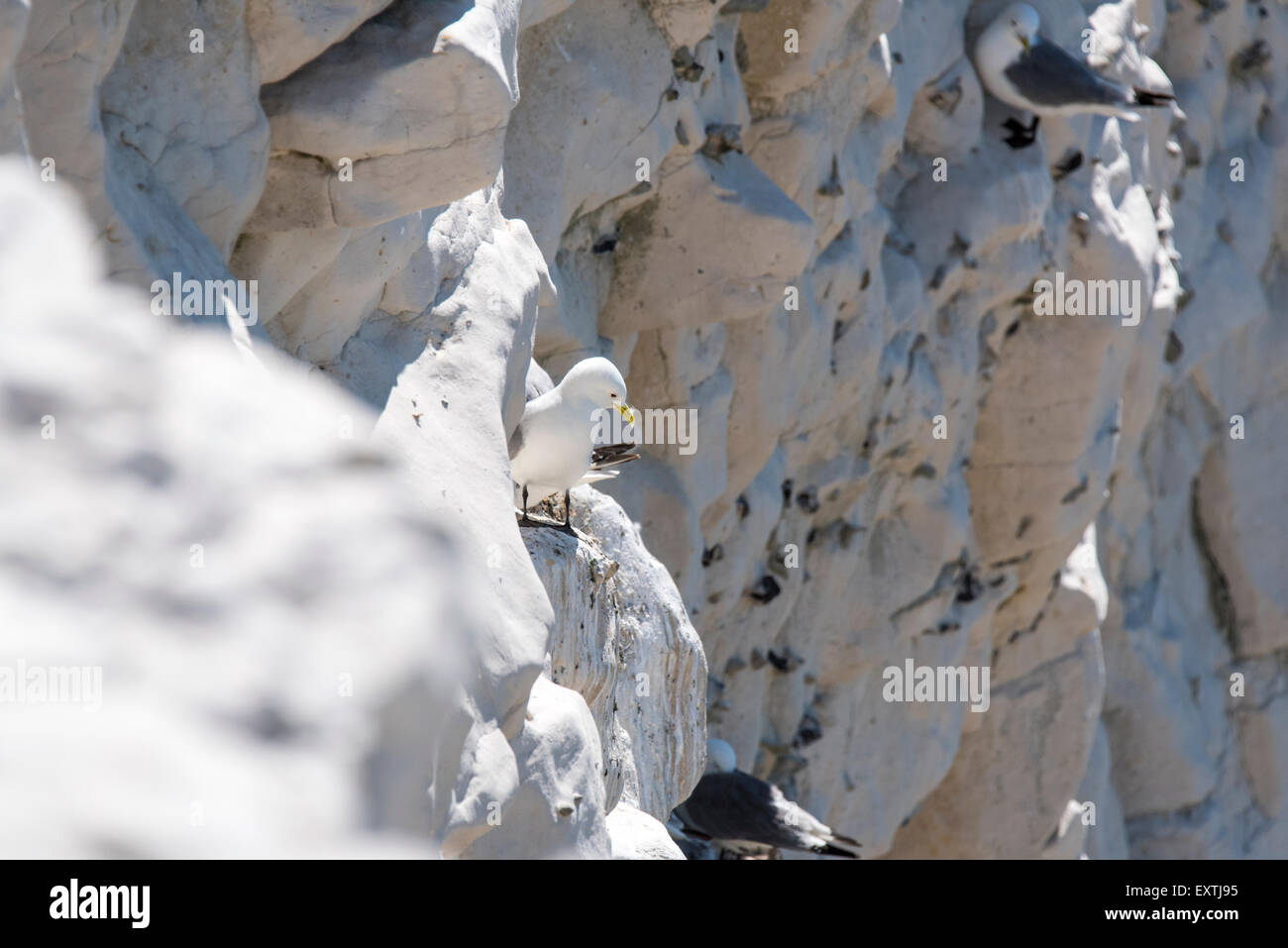 Un Kittiwake in piedi su una scogliera battuta a Seaford, East Sussex Foto Stock