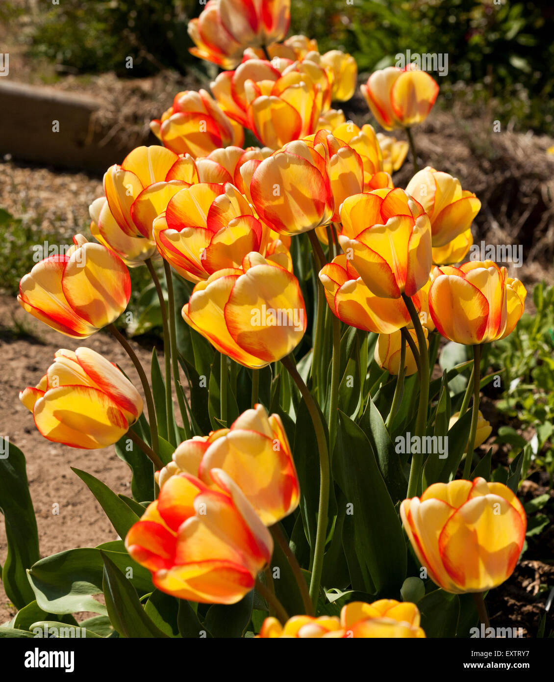 Una fila di giallo e rosso striato tulipani a molla Foto Stock