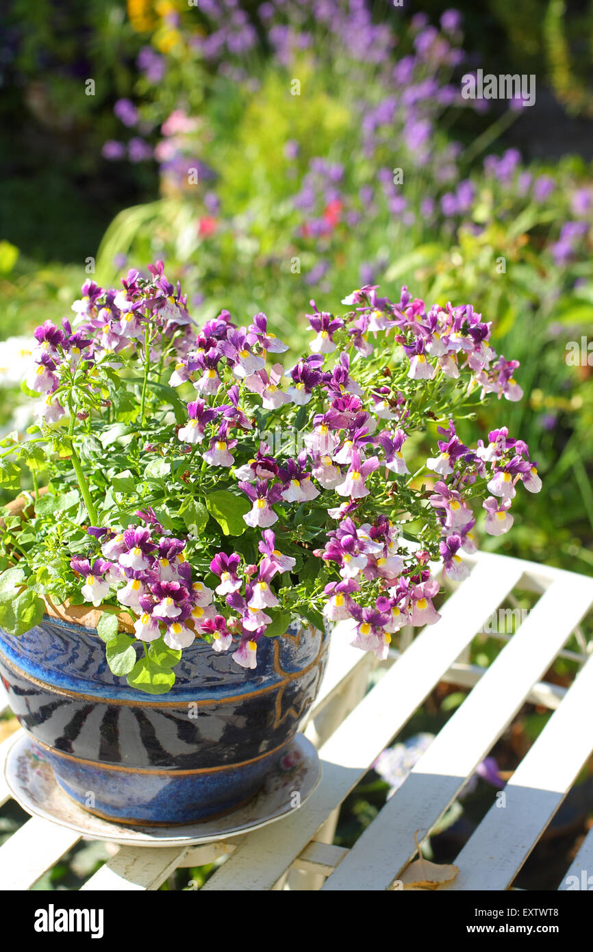 Bianchi e violetti nemesia, Nemesia violiflora, Scrophulariaceae, su bianco Tavolo da giardino in vaso di ceramica, close up Foto Stock
