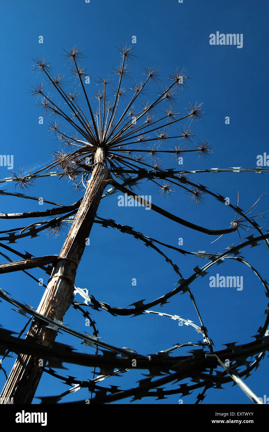 Filo barbered intorno al cardo secco Foto Stock