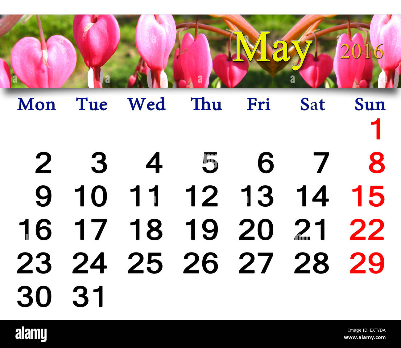 Calendario per il mese di maggio 2016 con nastro di fioritura dicentra Foto Stock