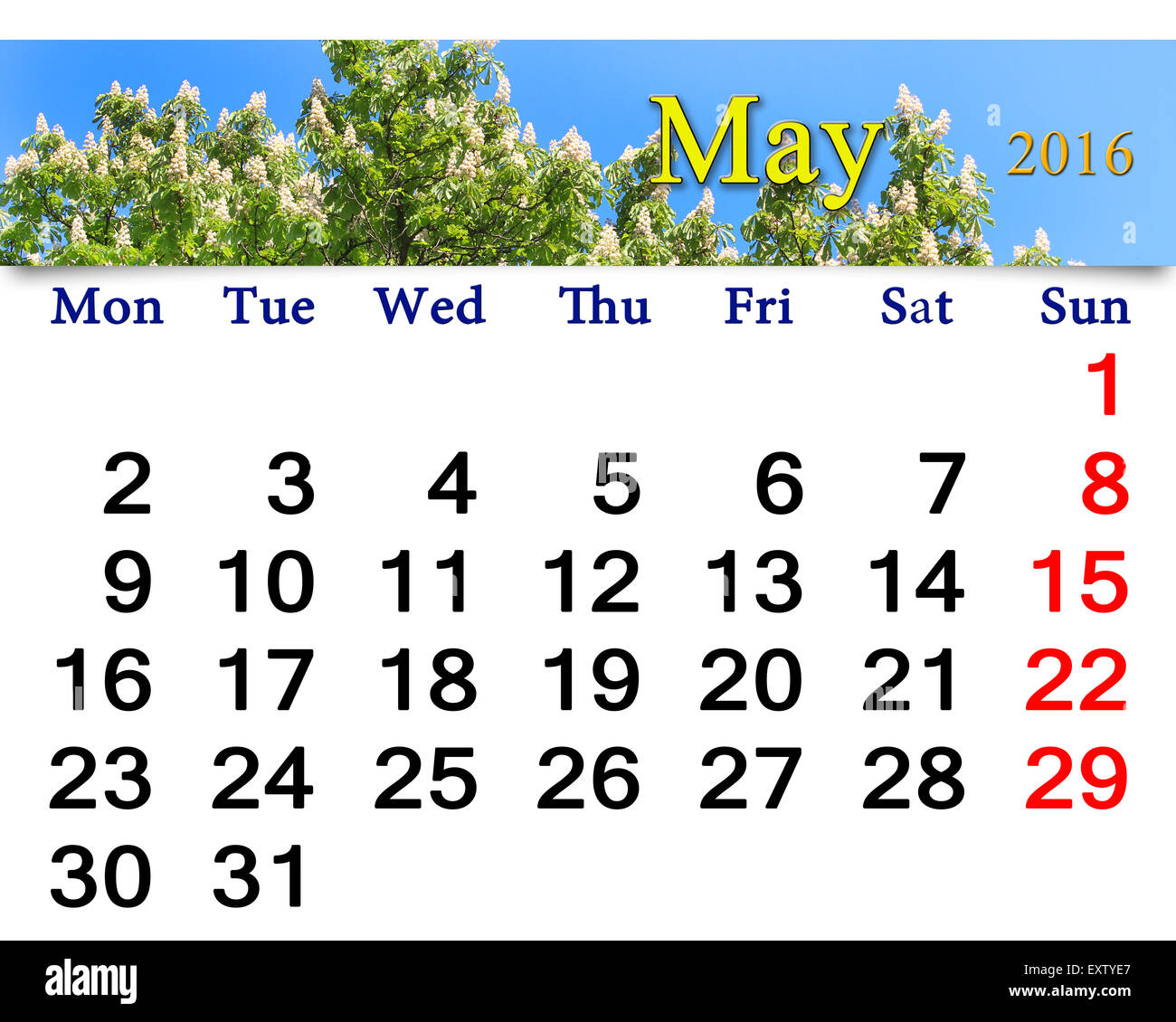 Calendario per il mese di maggio 2016 sullo sfondo della Fioritura del castagno Foto Stock