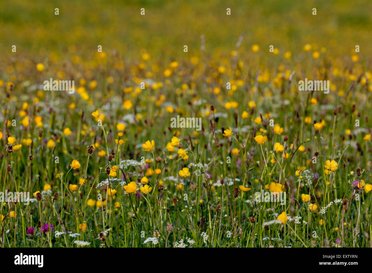 Prati da fieno in Yorkshire Dales, Swaledale, celandine, renoncules Foto Stock