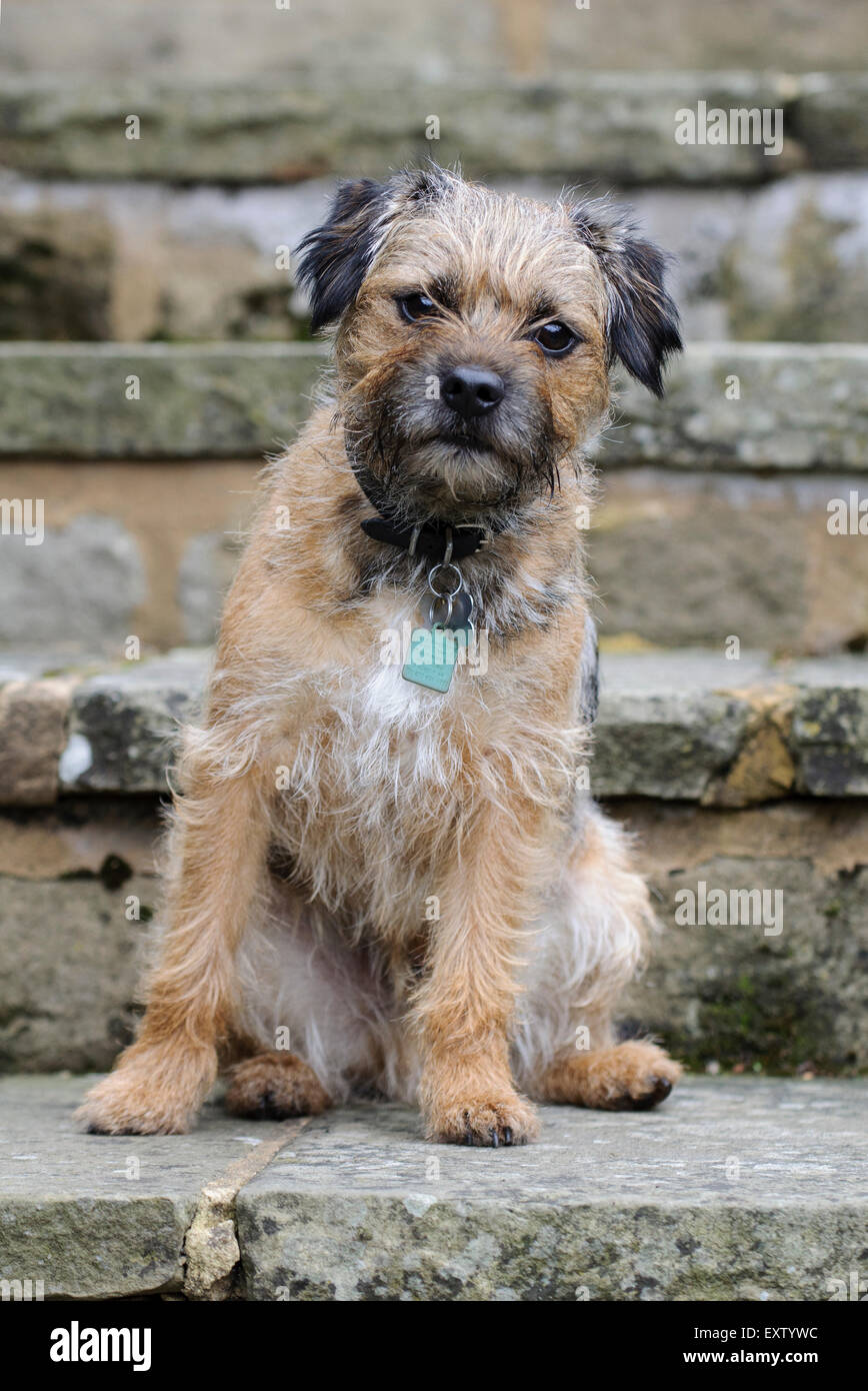 Maschio adulto border terrier seduti sui gradini di pietra Foto Stock
