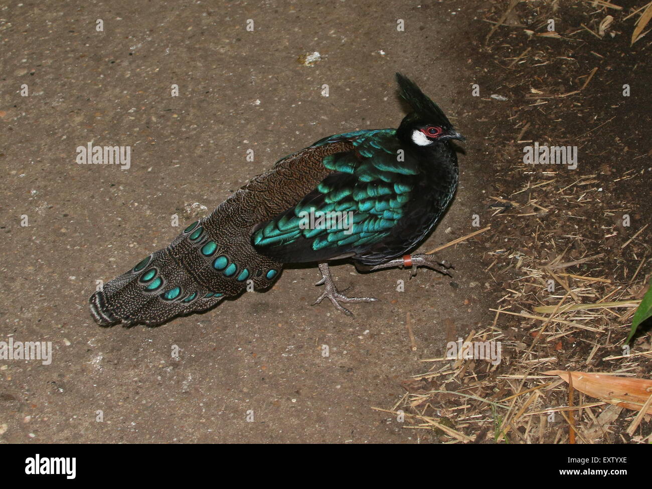 Maschio di Palawan peacock-pheasant ( Polyplectron emphanum), endemico dell'isola di Palawan nell'arcipelago filippino. Foto Stock