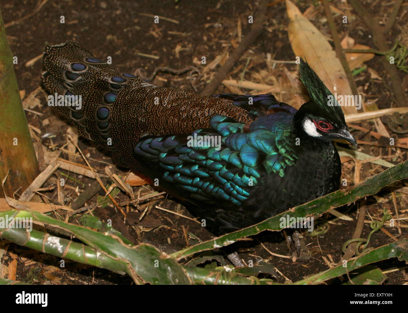 Maschio di Palawan peacock-pheasant ( Polyplectron emphanum), endemico dell'isola di Palawan nell'arcipelago filippino. Foto Stock