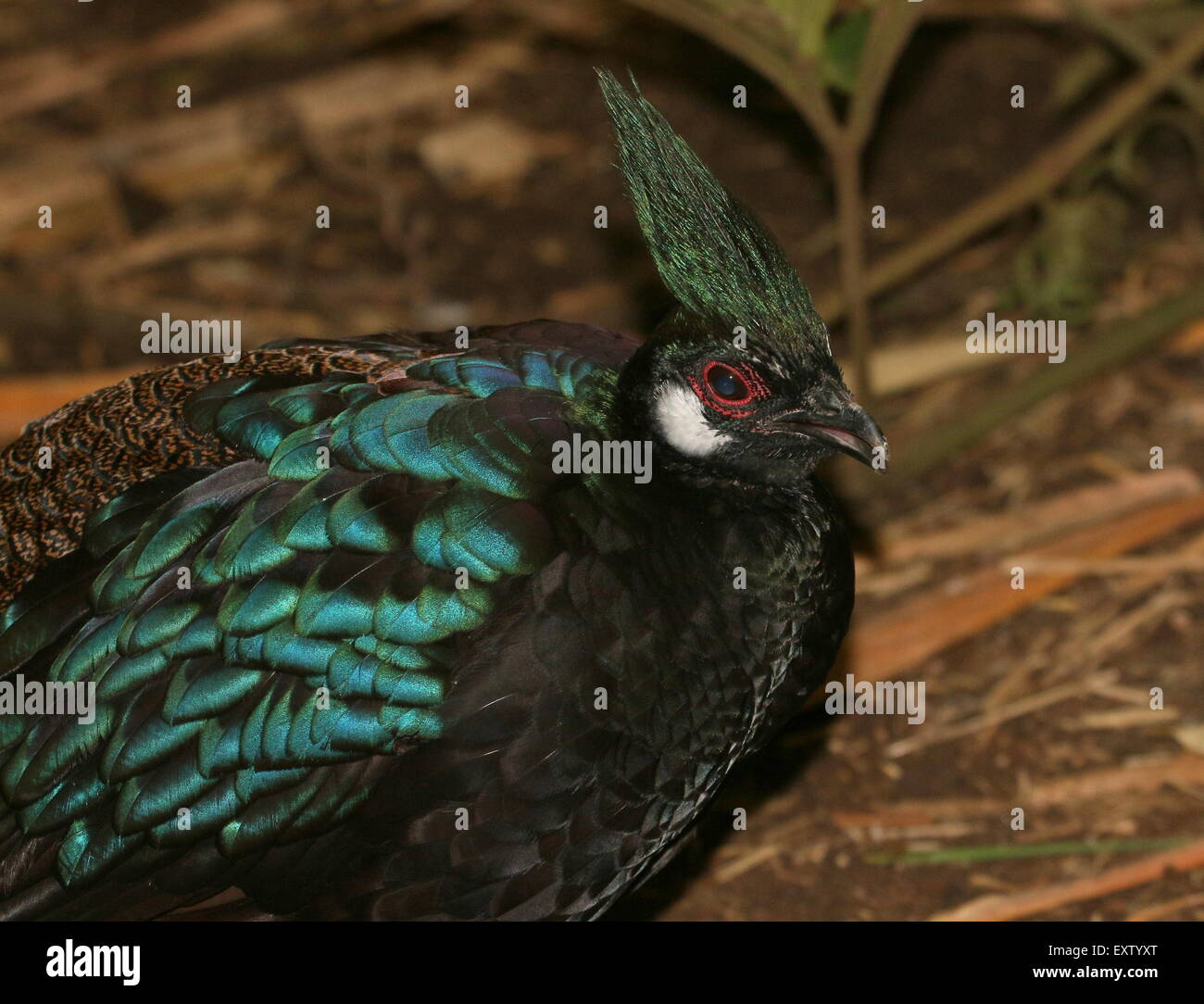 Maschio di Palawan peacock-pheasant ( Polyplectron emphanum), endemico dell'isola di Palawan nell'arcipelago filippino. Foto Stock