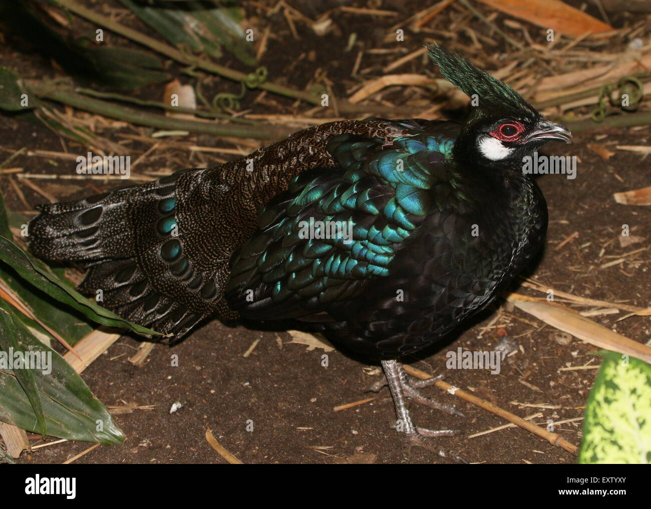 Maschio di Palawan peacock-pheasant ( Polyplectron emphanum), endemico dell'isola di Palawan nell'arcipelago filippino. Foto Stock