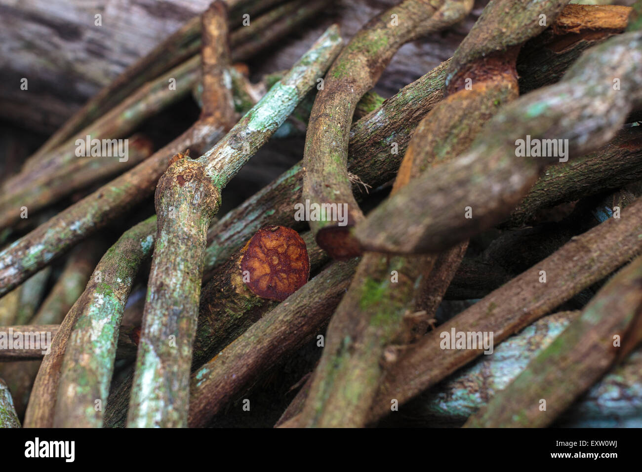 Un trito di pezzi di ayahuasca vine, o Banisteriopsis caapi, sono in attesa di essere polverizzato e cotto nella medicina allucinogeni Foto Stock