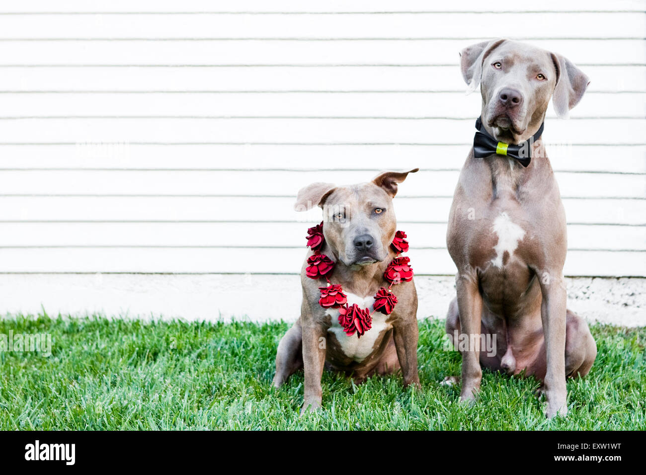 Brown Pitbull e cani Weimaraner seduto in erba davanti al muro bianco che indossa il filtro bow tie e lei Foto Stock