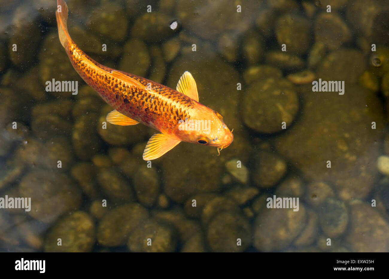 Oro bianco, nero e variopinti pesci Koi in uno stagno a livello locale plaza Foto Stock