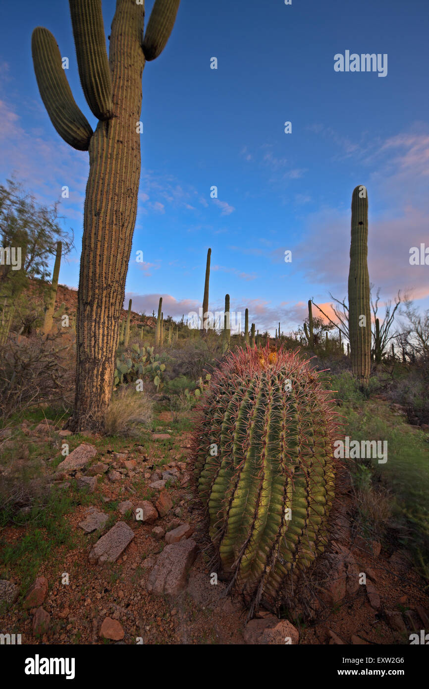 Compass Barrel Cactus, Ferocactus cylindraceus, Parco nazionale del Saguaro West, Parco nazionale del Saguaro, Arizona, Stati Uniti d'America Foto Stock