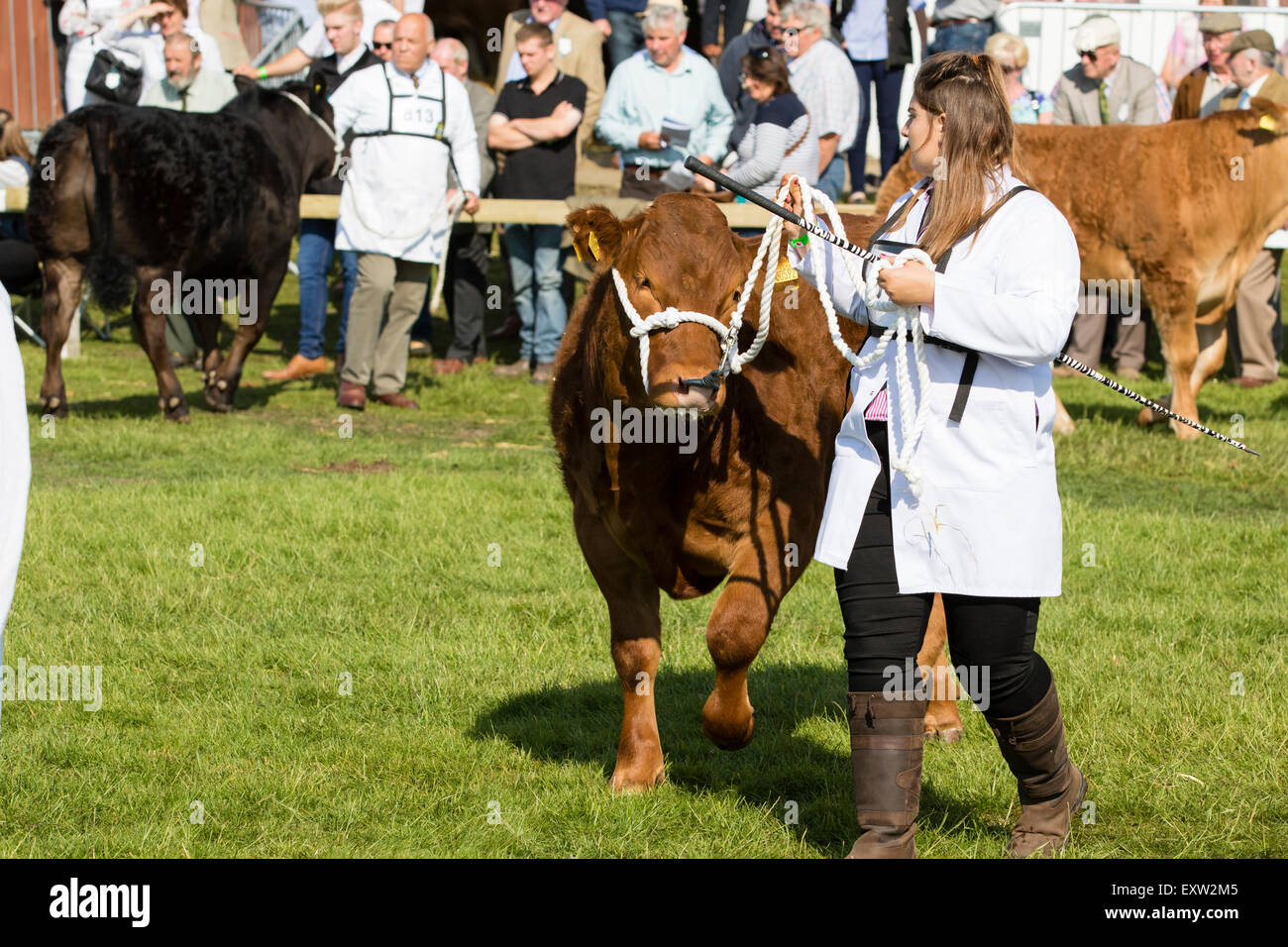 Harrogate, North Yorkshire, Regno Unito. Il 15 luglio, la mucca di essere giudicata al grande Yorkshire Visualizza il 15 luglio 2015 a Harrogate in Nord Yo Foto Stock