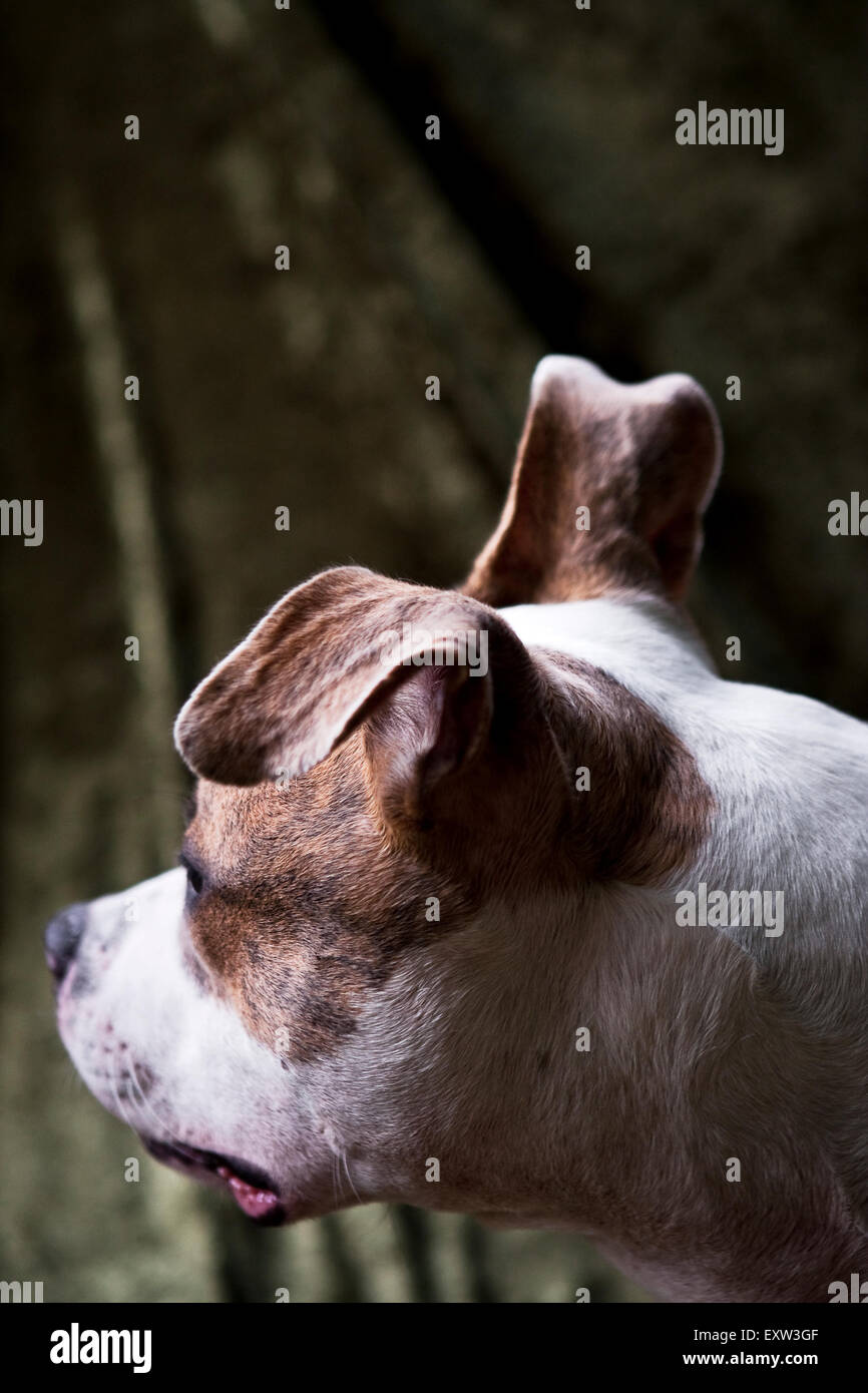 Sulla spalla, marrone e bianco cane POV, un orecchio floppy Foto Stock