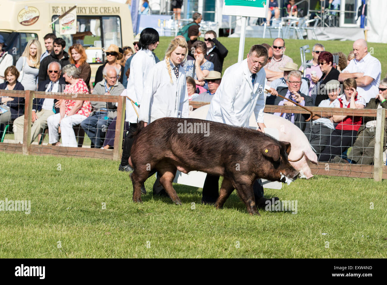 Harrogate, North Yorkshire, Regno Unito. Il 15 luglio, il maiale veniva giudicata al grande Yorkshire Visualizza il 15 luglio 2015 a Harrogate in Nord Yo Foto Stock