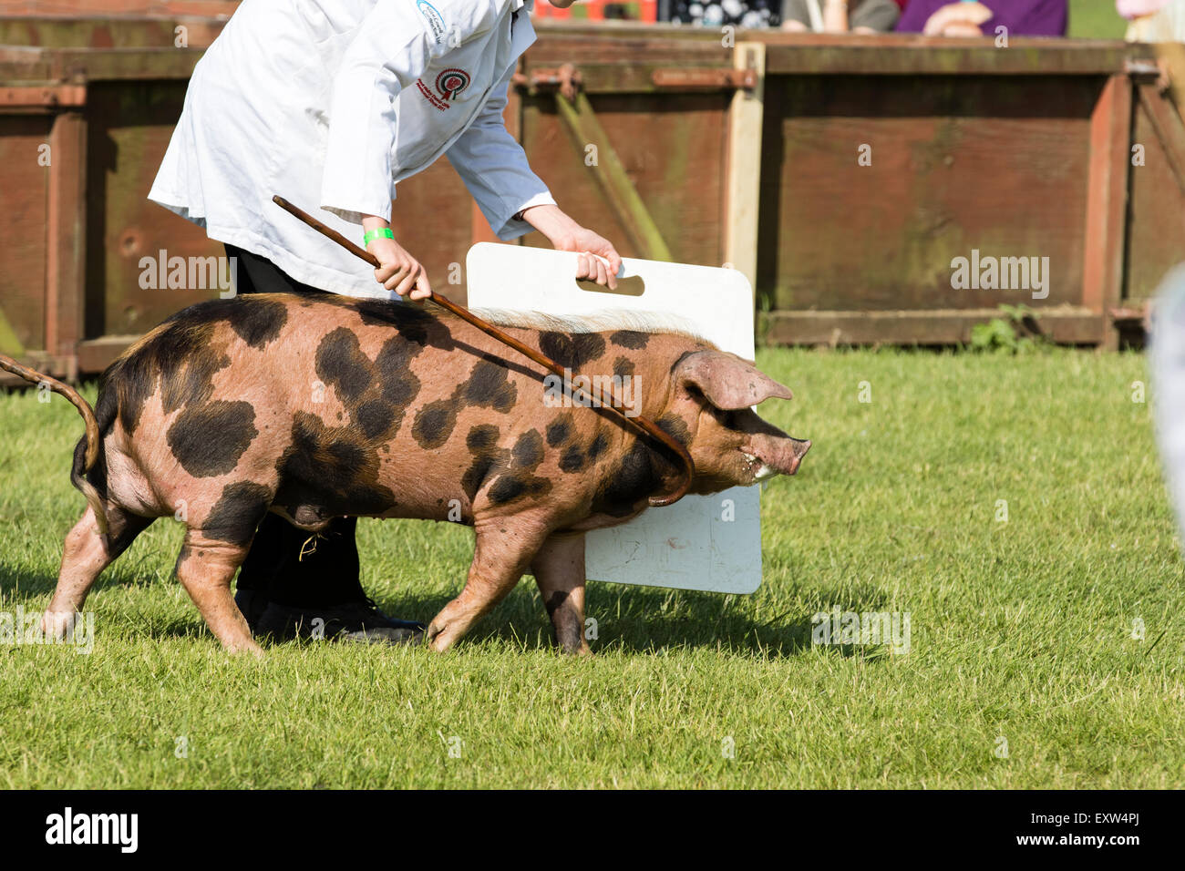 Harrogate, North Yorkshire, Regno Unito. Il 15 luglio, il maiale veniva giudicata al grande Yorkshire Visualizza il 15 luglio 2015 a Harrogate in Nord Yo Foto Stock