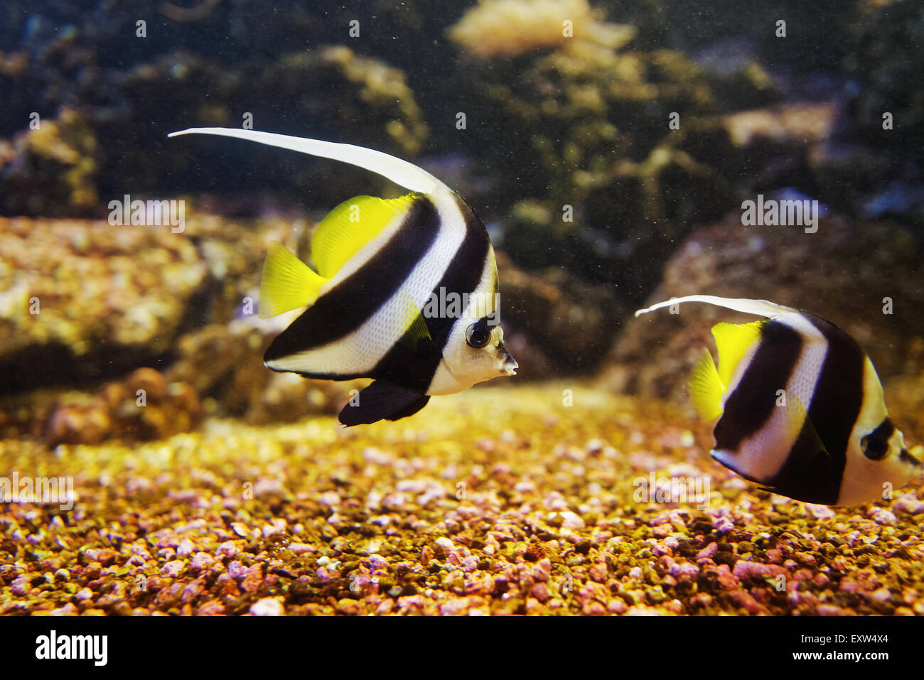 Heniochus monoceros, Masked Bannerfish, pesci tropicali della famiglia Chaetodontidae nuotare nel mare cristallino dell'acqua. Foto Stock