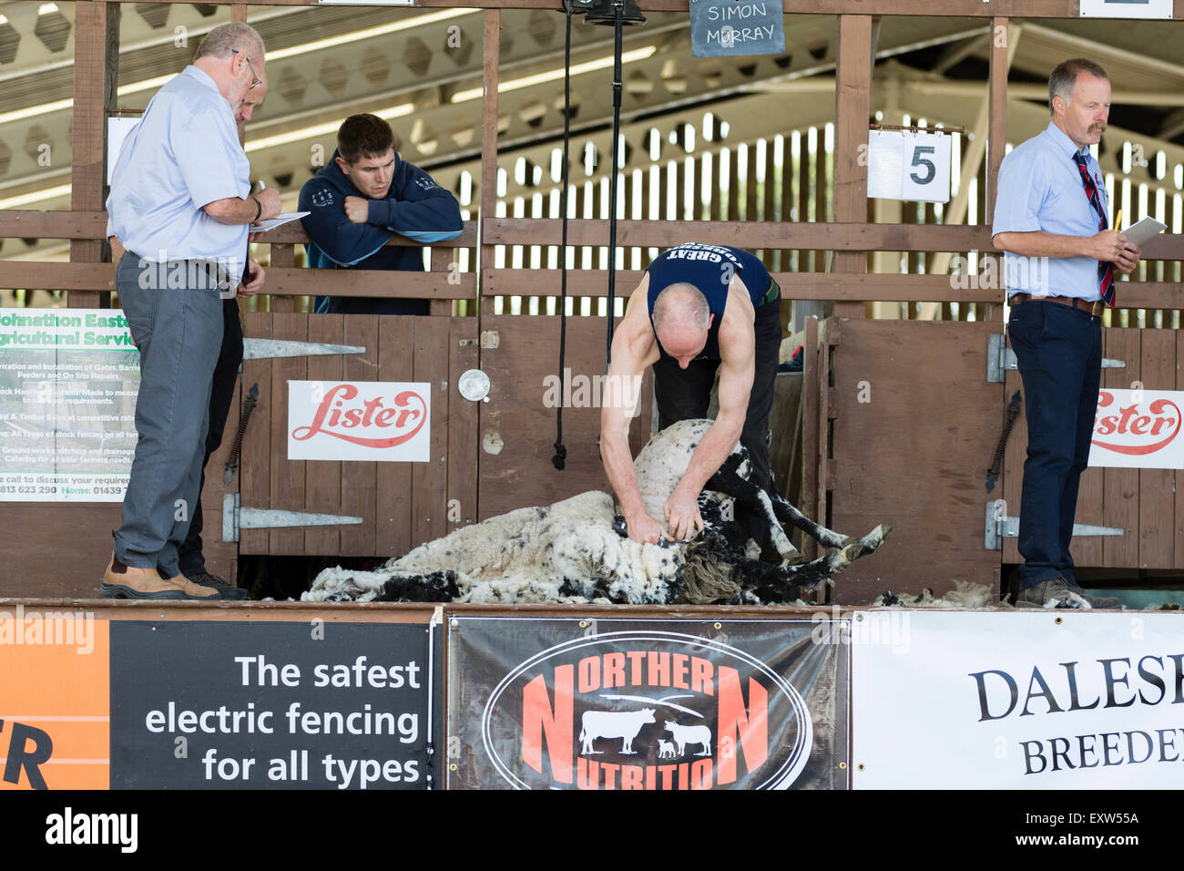 Harrogate, North Yorkshire, Regno Unito. Il 15 luglio, la tosatura delle pecore concorrenza al grande Yorkshire Visualizza il 15 luglio 2015 a Harrogate ho Foto Stock
