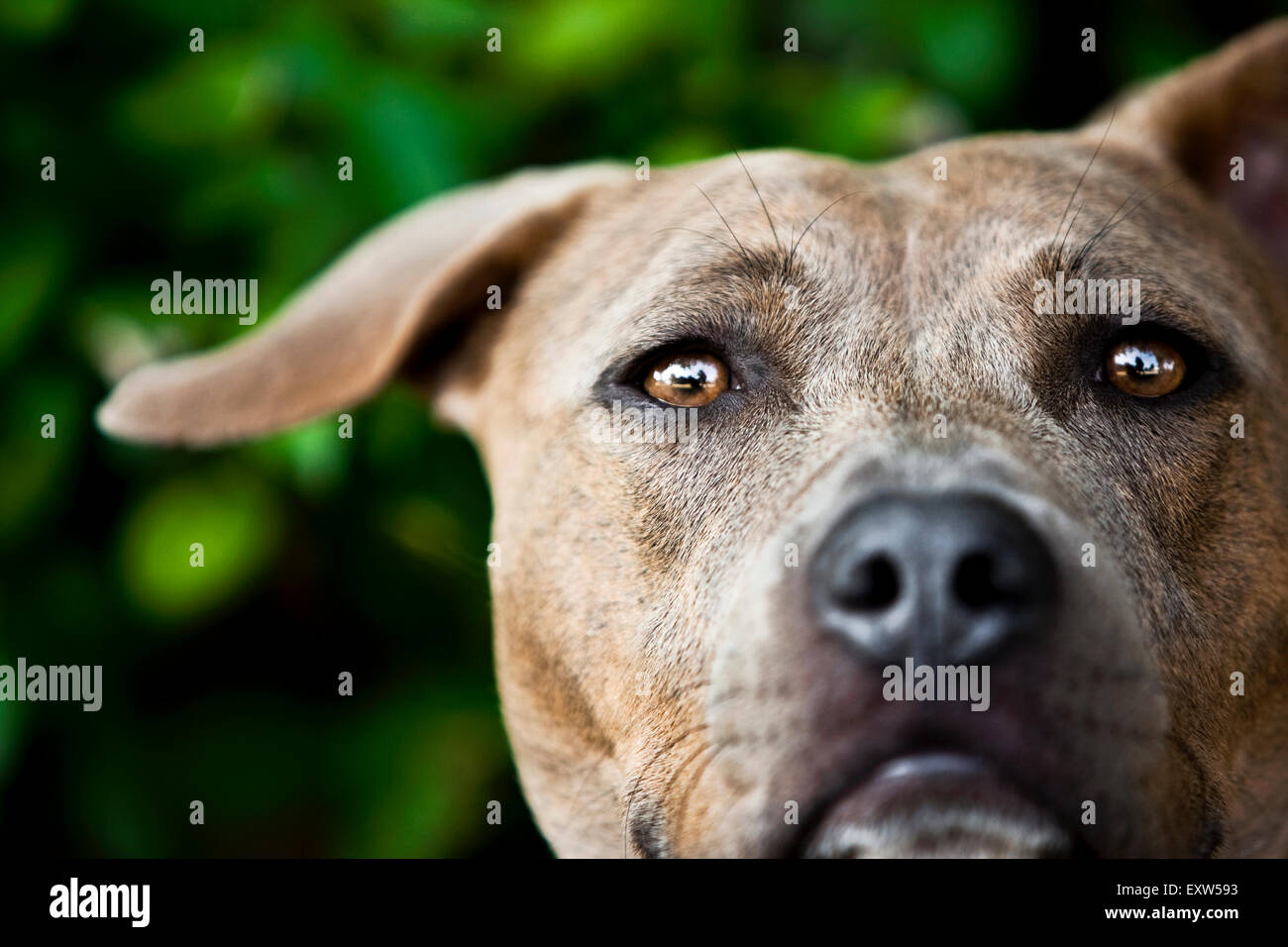 Accattivante close up ritratto marrone testa pitbull, un orecchio floppy Foto Stock