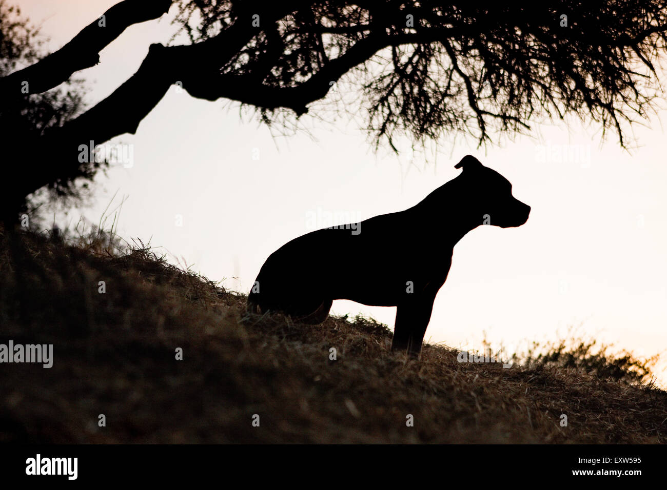 Silhouette profilo medio cane adulto seduto sotto la silhouette albero sulla collina Foto Stock