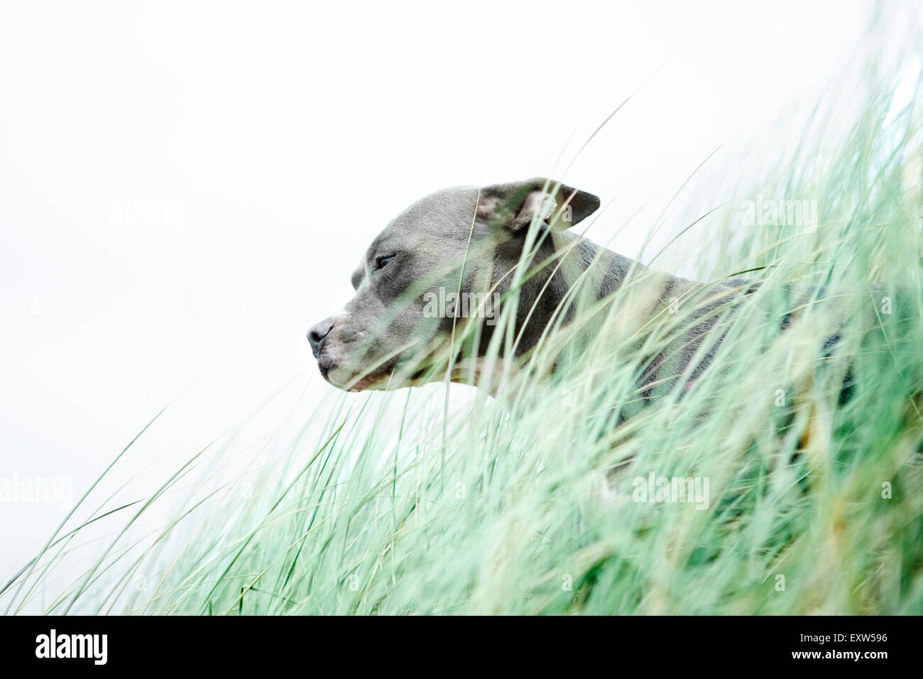 Ritratto di profilo Blue Pitbull seduta con testa sopra l erba del mare Foto Stock