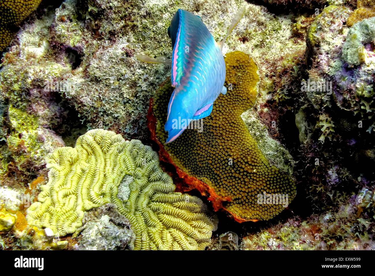 Luce di arresto pesci pappagallo coralli di pulizia a Buddy's Reef, Bonaire Foto Stock