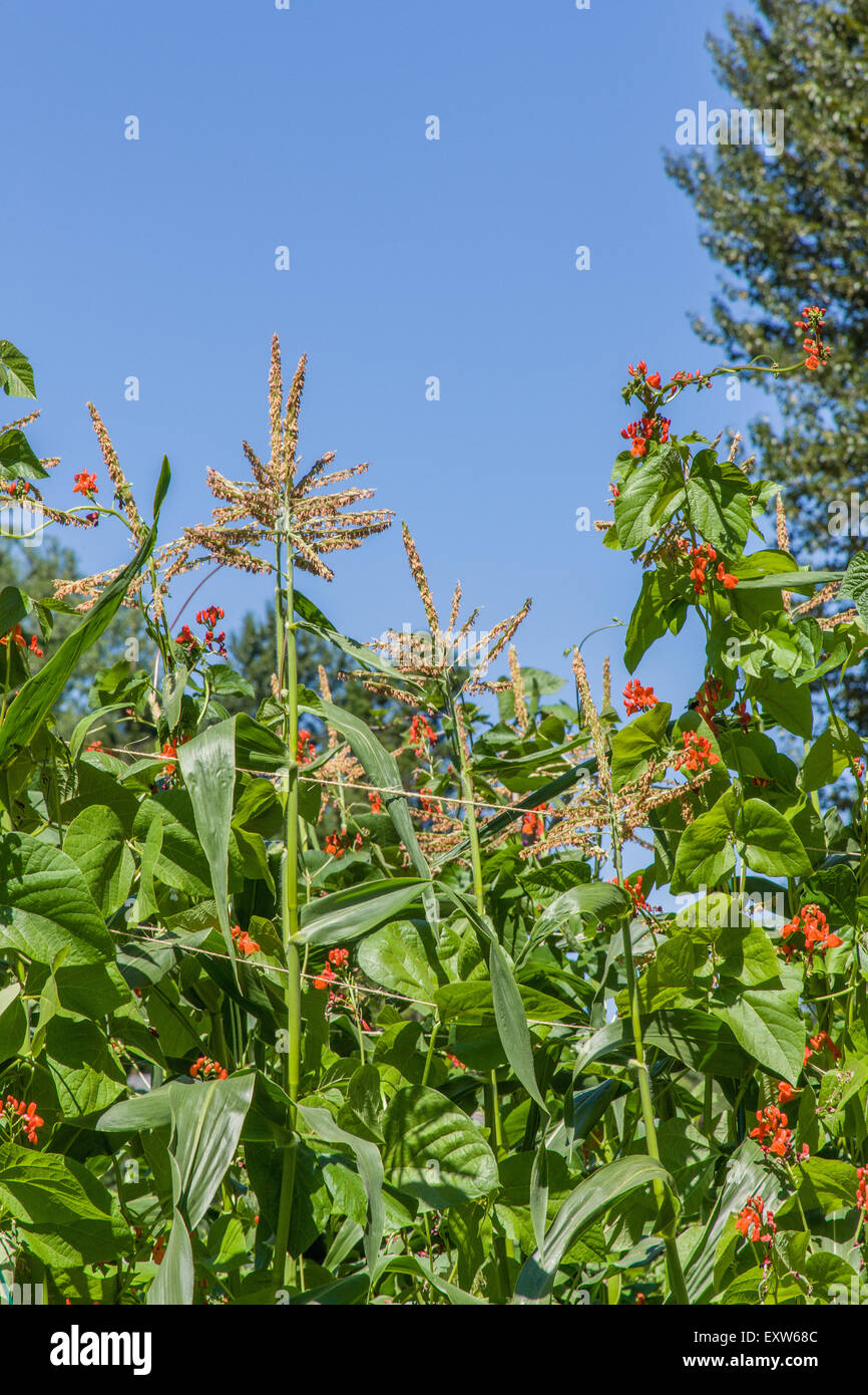 Scarlet i baccelli crescono gli stocchi mais, come compagno di piante, in un orto a Bellevue, Washington, Stati Uniti d'America Foto Stock