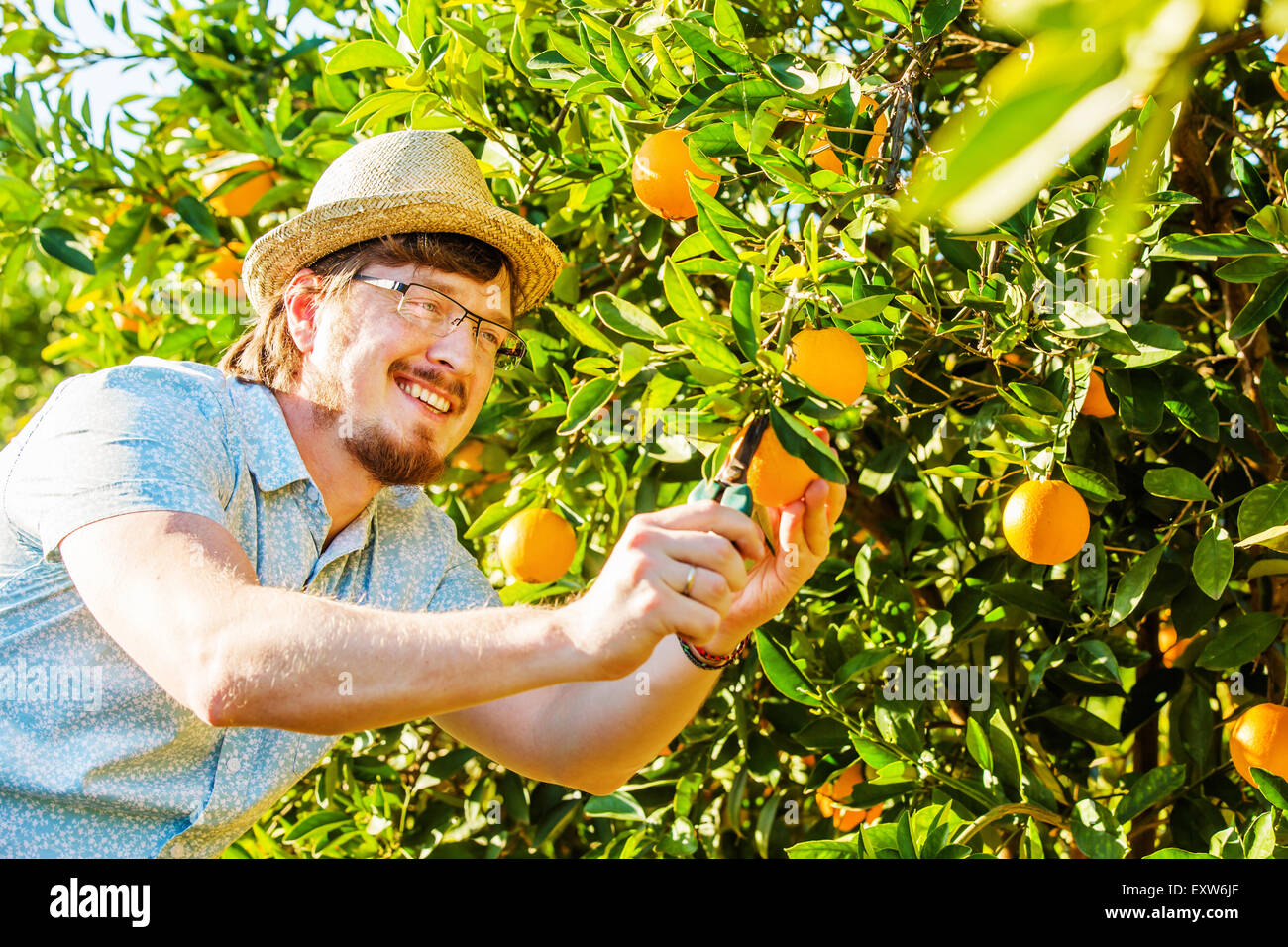 Allegro giovane uomo raccoglie le arance e i mandarini sulla fattoria di agrumi Foto Stock