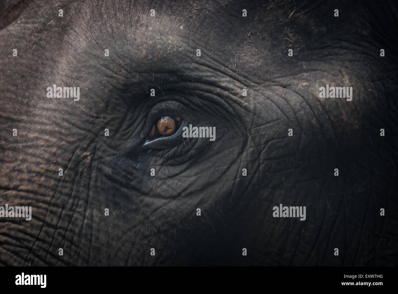 Dettagli di un elefante di Sumatran in un campo di elefanti gestito dalla Conservation Response Unit (CRU)—Gunung Leuser National Park, a Sumatra, Indonesia. Foto Stock