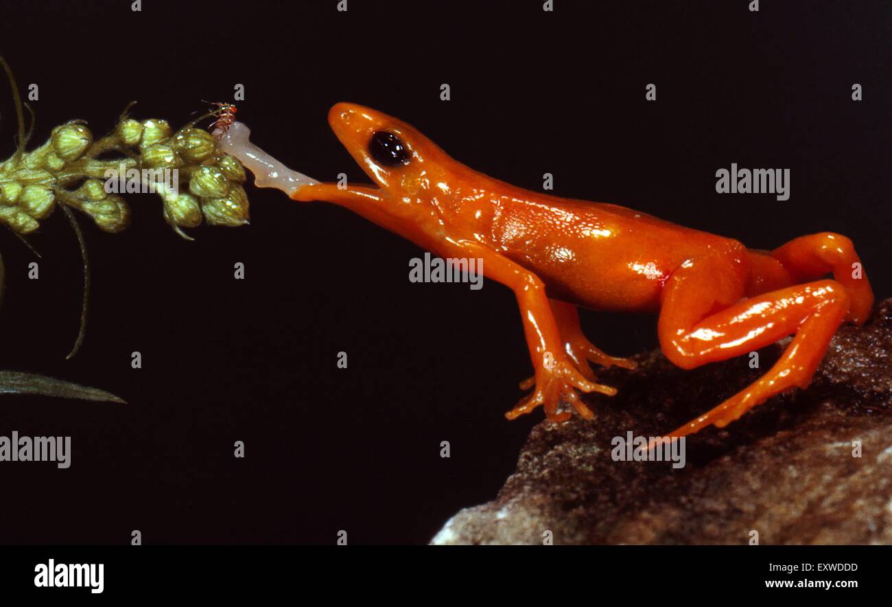 Golden mantella (Mantella aurantiaca) attaccare fuori la sua lingua Foto Stock