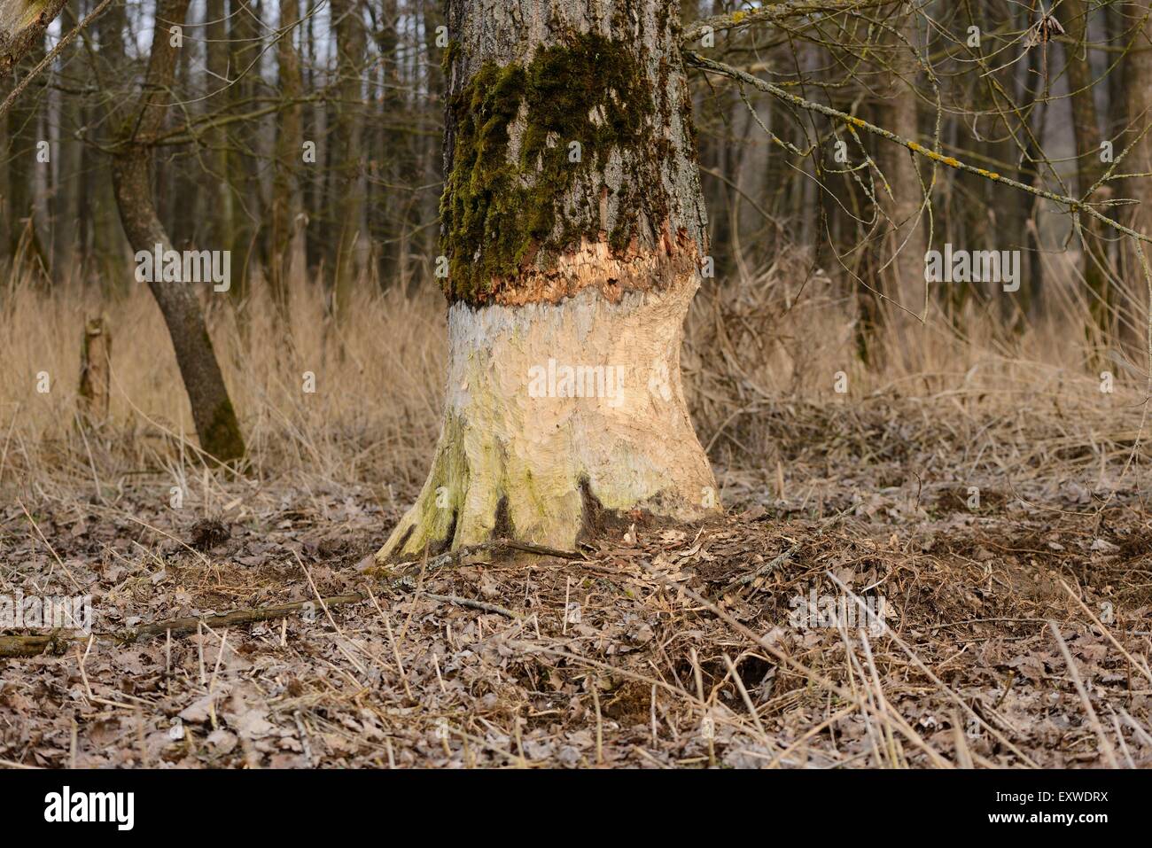 Aspen, Populus tremula, danneggiato da un castoro, Alto Palatinato, Baviera, Germania, Europa Foto Stock