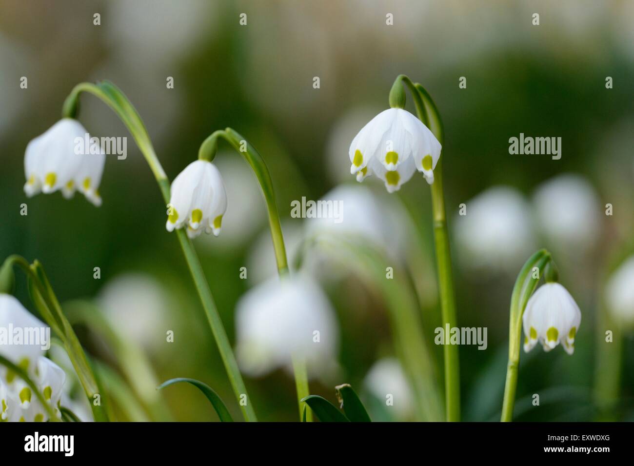 Fiocchi di neve di primavera, Leucojum vernum, nella Foresta del Palatinato Superiore, Baviera, Germania, Europa Foto Stock