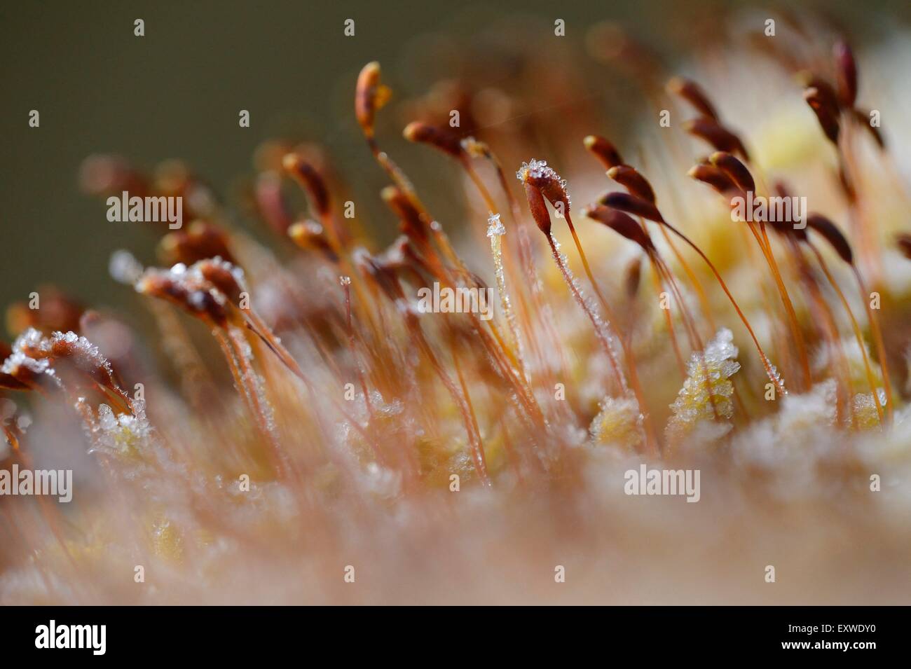 Legno-moss Hylocomium splendens, sul suolo della foresta, Alto Palatinato, Baviera, Germania, Europa Foto Stock