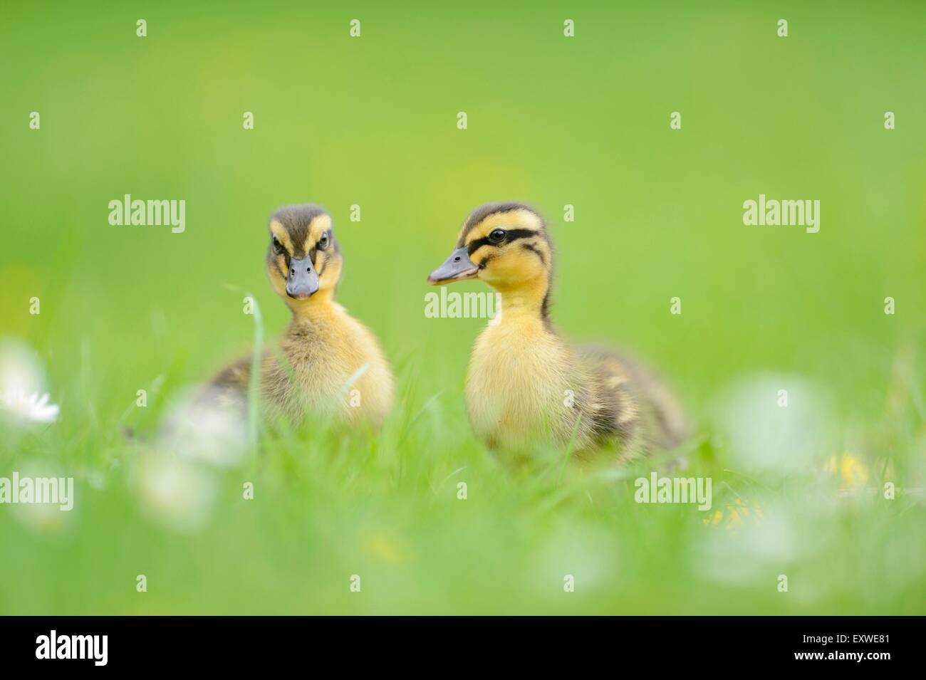 Anatra selvatica pulcini su un prato Foto Stock