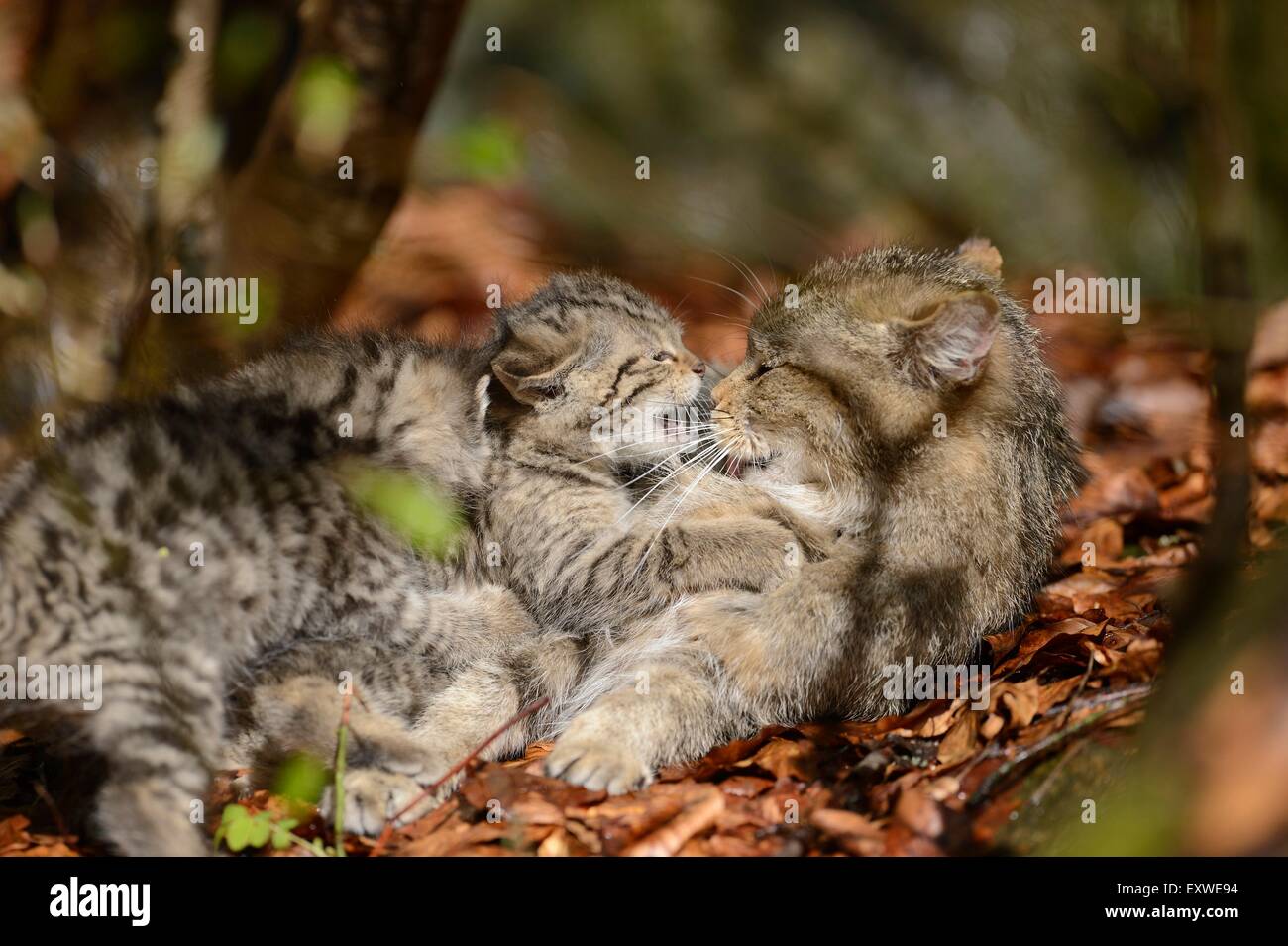 Due gatto selvatico europeo gattini nel Parco Nazionale della Foresta Bavarese, Germania Foto Stock