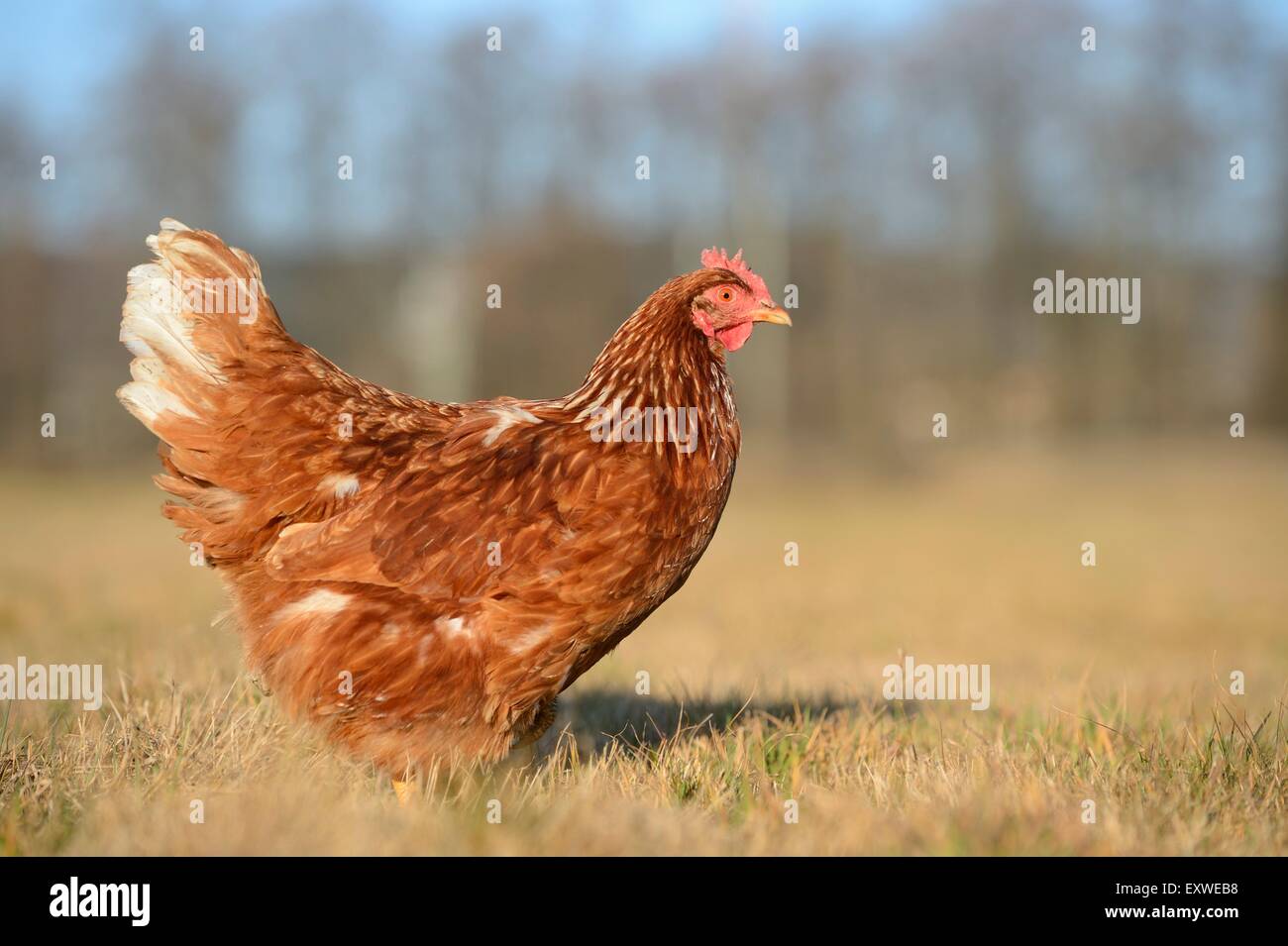 Pollo, Gallus gallus domesticus, Alto Palatinato, Baviera, Germania, Europa Foto Stock