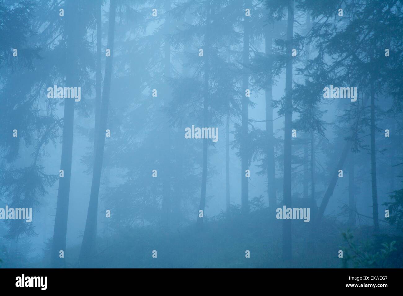La foresta di abete rosso nella nebbia, felce Pass, Tirolo, Austria Foto Stock