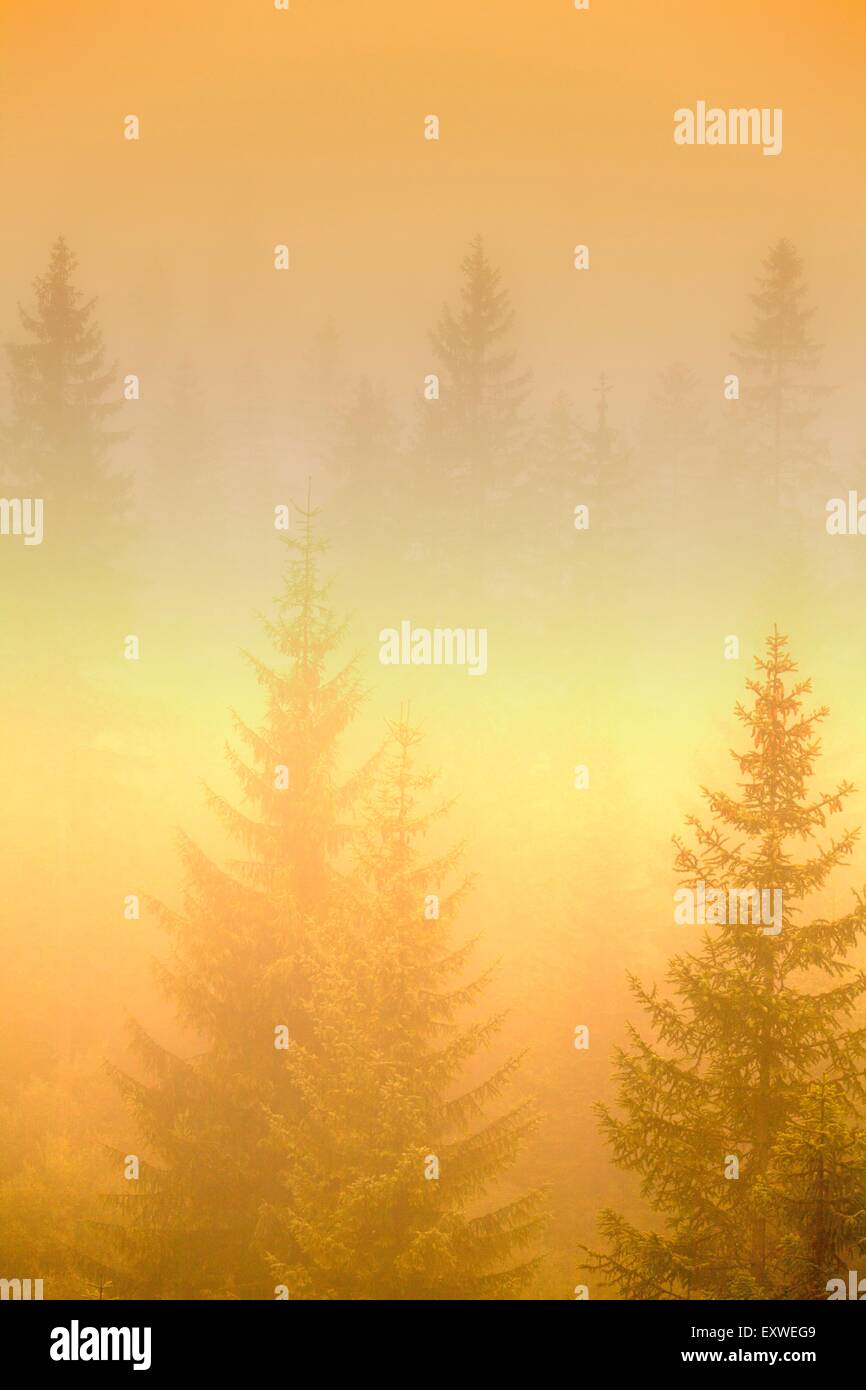 La foresta di abete rosso nella nebbia, felce Pass, Tirolo, Austria Foto Stock