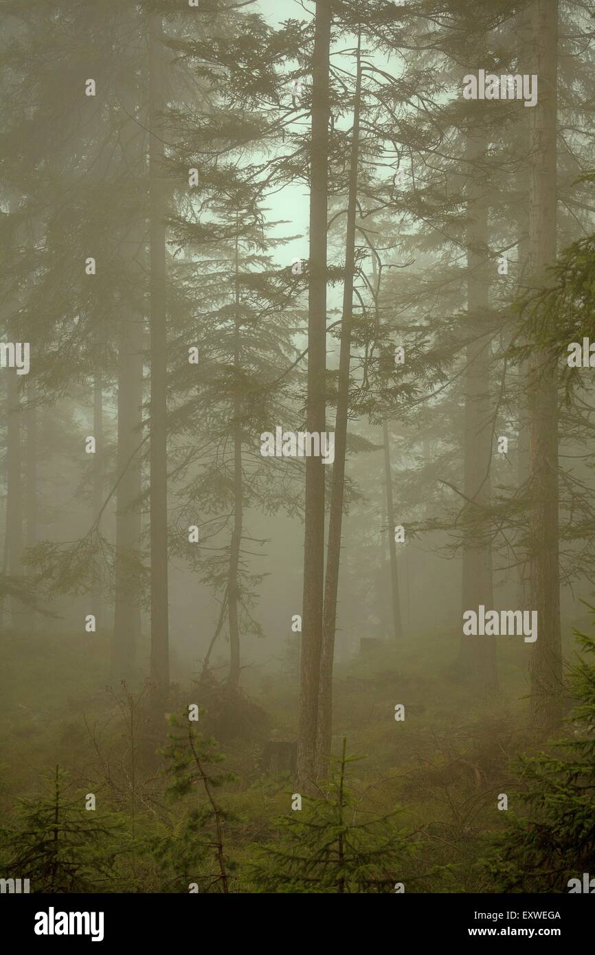 La foresta di abete rosso nella nebbia, felce Pass, Tirolo, Austria Foto Stock